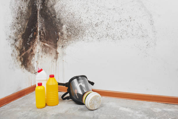 Best Commercial Mold Removal  in Loganville, PA