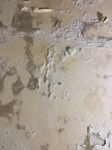 Reliable Loganville, PA Mold Removal Solutions